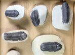 Lot: Assorted Devonian Trilobites - Pieces #80736-1